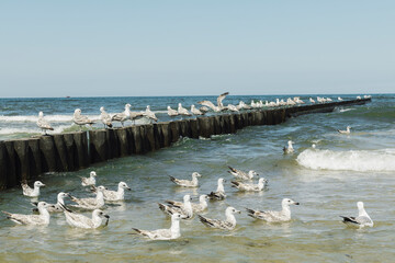 Group of seagulls sitting on the water near the shore, wooden breakwater in the baltic sea