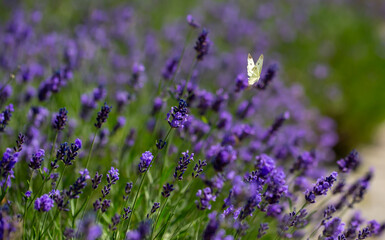 Butterflies on spring lavender flowers under sunlight. Beautiful landscape of nature with a panoramic view. Hi spring. long banner