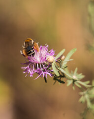 bee on a flower