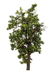 Obraz premium Green tree isolated on transparent background with clipping path and alpha channel.
