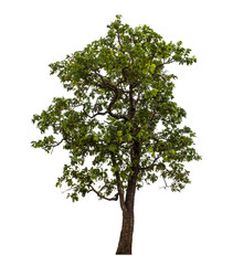 Obraz premium Green tree isolated on transparent background with clipping path and alpha channel.