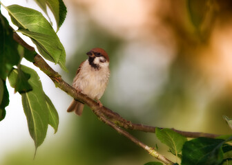 Bird, tree sparrow and twig in nature for break, foraging or search for nest foliage in forest. Small male animal, garden or rest on stick from flight, habitat creation or looking for mate in Denmark