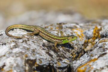 Close-up of a female Dobrojan green lizard (Lacerta trilineata dobrogica)