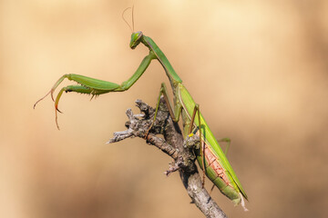 Close-up of an European mantins (Mantis religiosa)