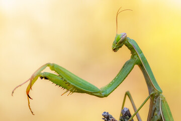 Close-up of an European mantins (Mantis religiosa)