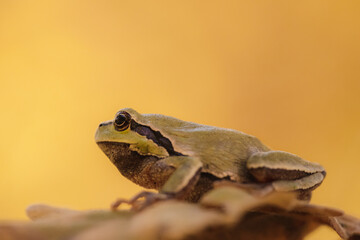 Close-up of an Oriental tree frog (Hyla arborea)