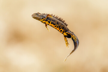 Close-up of a male great crested newt (Triturus cristatus)