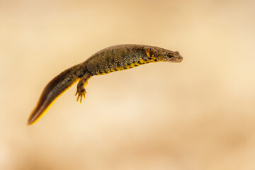 Close-up of a female great crested newt (Triturus cristatus)