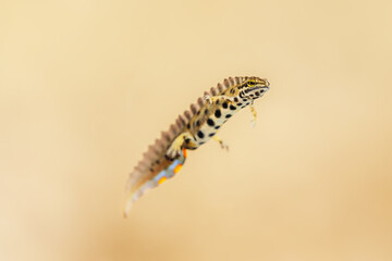 Close-up of a common newt (Lissotriton vulgaris)
