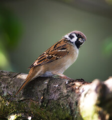 Bird, tree sparrow and branch in nature for break, foraging or search for nest foliage in forest. Small male animal, woods or rest on log from flight, habitat creation or looking for mate in Denmark