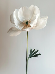 Obraz premium flower