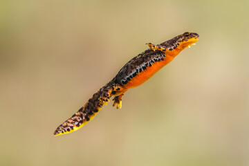 Close-up of a female alpine newt (Ichthyosaura alpestris)