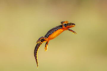 Close-up of a female alpine newt (Ichthyosaura alpestris)