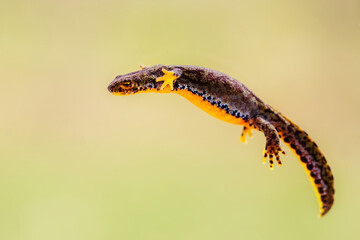 Close-up of a female alpine newt (Ichthyosaura alpestris)