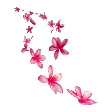 Falling plumeria or pink frangipani flowers blown by the wind with their petals falling, Isolated on Transparent Generative Ai