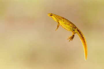 Close-up of a female Carpathian newt (Lissotriton montandoni)