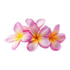 Pink Frangipani Or Plumeria Flower, Isolated Transparent, Generative Ai