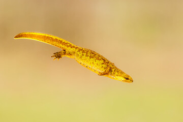Close-up of a female Carpathian newt (Lissotriton montandoni)