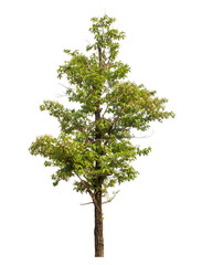 Fototapeta premium Green tree isolated on transparent background with clipping path and alpha channel.