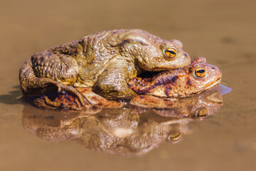 Common toads (Bufo bufo) in amplex