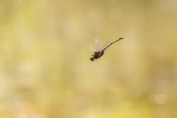 Close-up of a downy emerald dragonfly (Cordulia aenea)