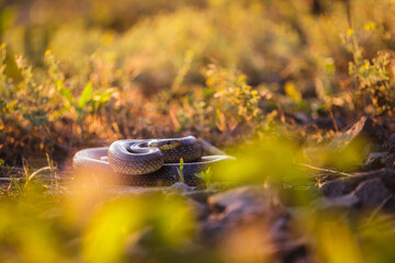 Close-up of an Aesculapian snake (Zamenis longissimus)