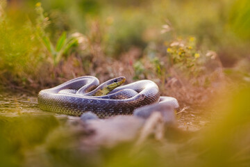 Close-up of an Aesculapian snake (Zamenis longissimus)