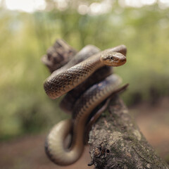 Close-up of an Aesculapian snake (Zamenis longissimus)