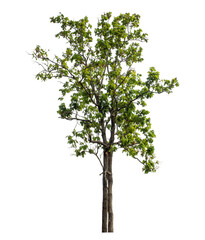 Green tree isolated on transparent background with clipping path and alpha channel.