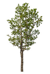 Green tree isolated on transparent background with clipping path and alpha channel.