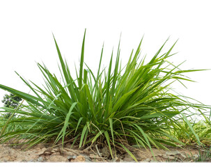 Sugarcane on transparent background with clipping path, suitable for print and web pages..