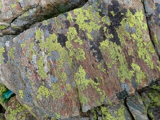 A stone covered with green lichen.