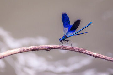 Close-up of a banded demoiselle (Calopteryx splendens)