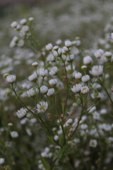 water drops on the leaves
