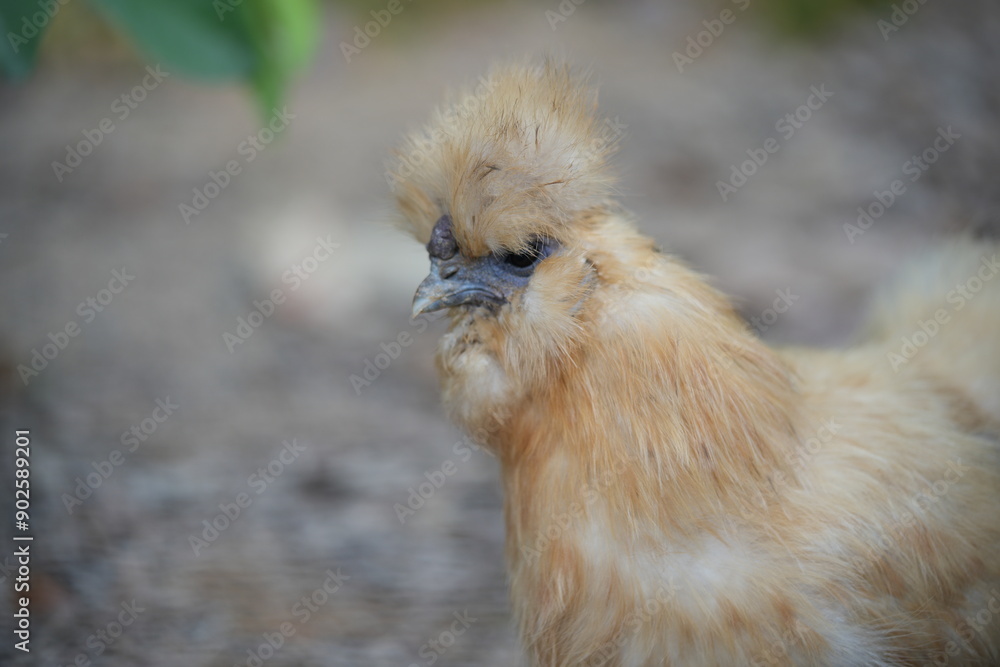 Poster The Silky Fowl, commonly known as the Silkie chicken, is a unique and popular breed of chicken known for its distinctive appearance and friendly temperament.|烏骨雞