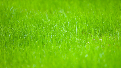 Beautiful background of green grass. Natural texture