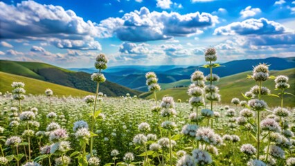 Obraz premium Delicate slender mountain mint bunches sway gently in a serene summer meadow surrounded by rolling hills and cloudy blue skies.