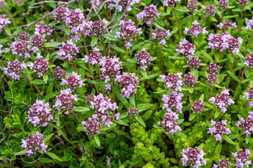 Blossoming fragrant Thymus serpyllum, Breckland wild thyme, creeping thyme, or elfin thyme...