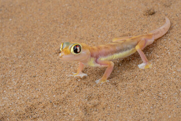 The Namib desert gecko (Pachydactylus vanzyli), also known as the Kaoko web-footed gecko stting in the red sand of the Namib Desert near Swakopmund in Namibia