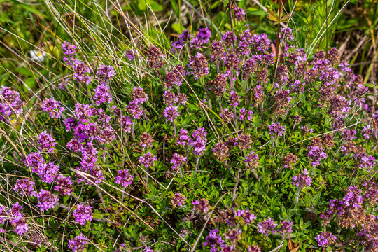 Blossoming fragrant Thymus serpyllum, Breckland wild thyme, creeping thyme, or elfin thyme close-up, macro photo. Beautiful food and medicinal plant in the field in the sunny day