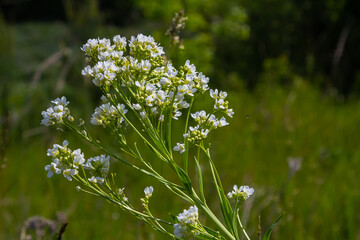White horseradish fowers close up in organic garden. Blooming horseradish, lat. Armoracia rusticana, a perennial vegetable plant, in spring