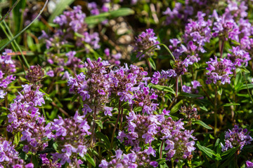 Blossoming fragrant Thymus serpyllum, Breckland wild thyme, creeping thyme, or elfin thyme...
