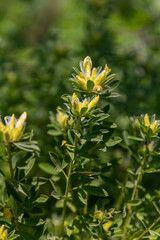 In the spring Chamaecytisus ruthenicus blooms in the wild