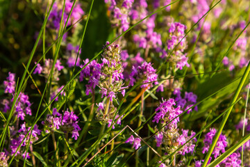 Blossoming fragrant Thymus serpyllum, Breckland wild thyme, creeping thyme, or elfin thyme close-up, macro photo. Beautiful food and medicinal plant in the field in the sunny day