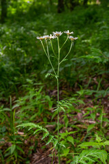 In the spring in the wild in the woods blooms tansy shields Tanacetum corymbosum