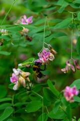 Lathyrus niger grows in the wild nature of the forest in spring