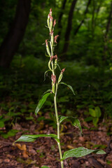 Cephalanthera longifolia, the narrow-leaved helleborine, sword-leaved helleborine or long-leaved helleborine, is a rhizomatous herbaceous perennial plant in the family Orchidaceae
