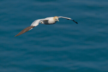 A lone northern gannet (Morus bassanus or Sula bassana) soaring gracefully above the North Sea off the coast of Northern England.