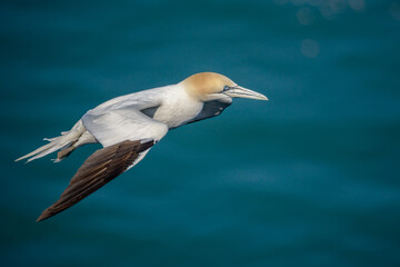 A lone northern gannet (Morus bassanus or Sula bassana) soaring gracefully above the North Sea off the coast of Northern England.