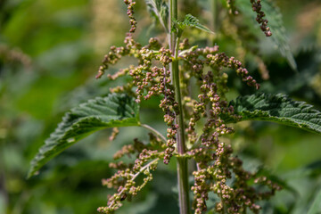 Urtica dioica or stinging nettle, in the garden. Stinging nettle, a medicinal plant that is used as a bleeding, diuretic, antipyretic, wound healing, antirheumatic agent